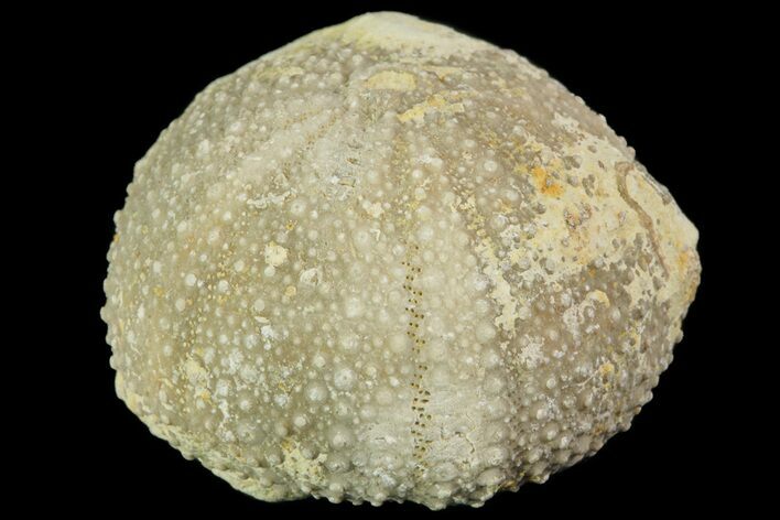 Psephechinus Fossil Echinoid (Sea Urchin) - Morocco #69842